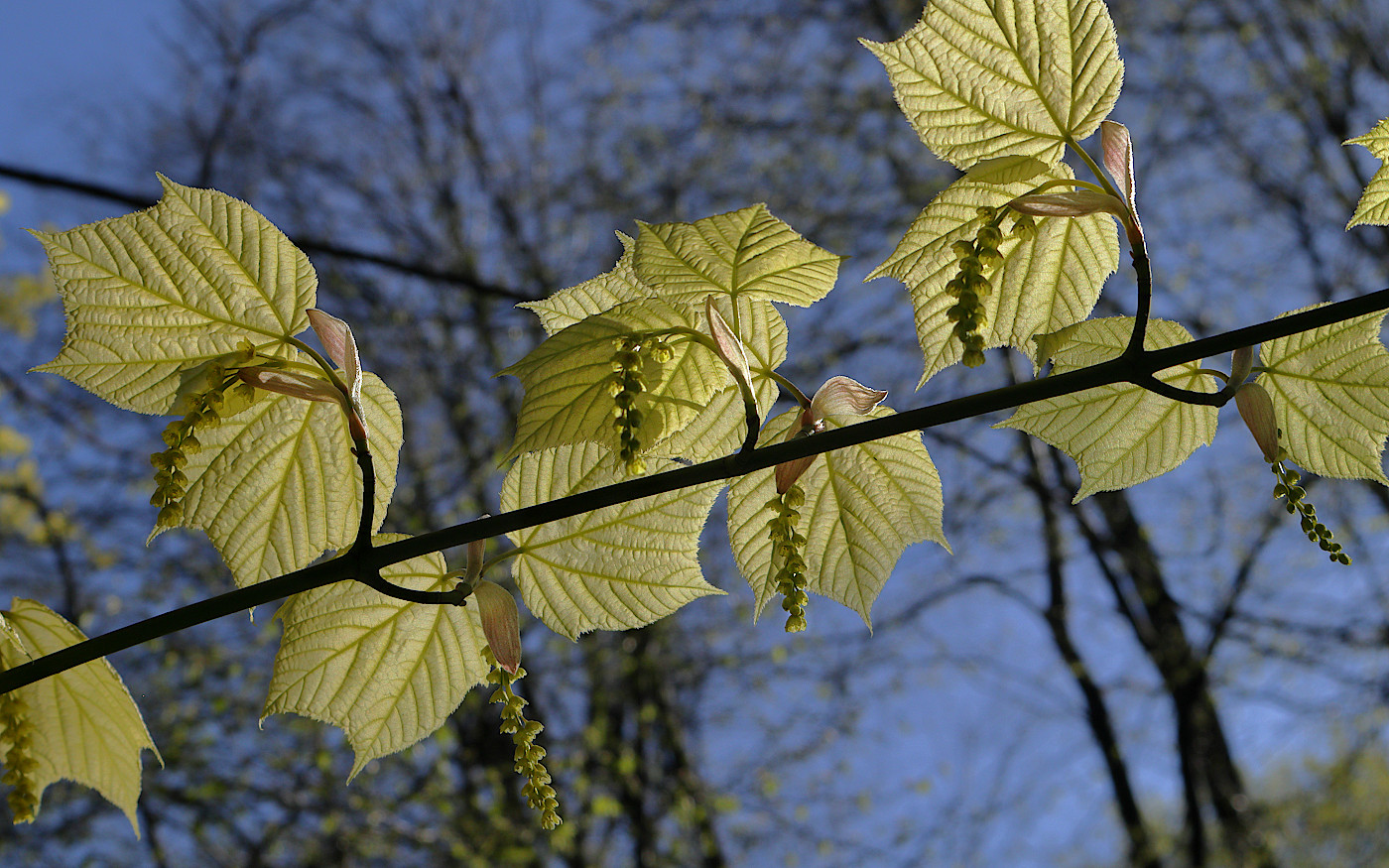 Image of Acer tegmentosum specimen.