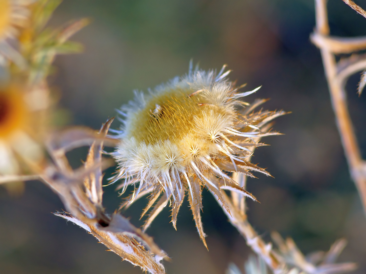 Image of Carlina biebersteinii specimen.