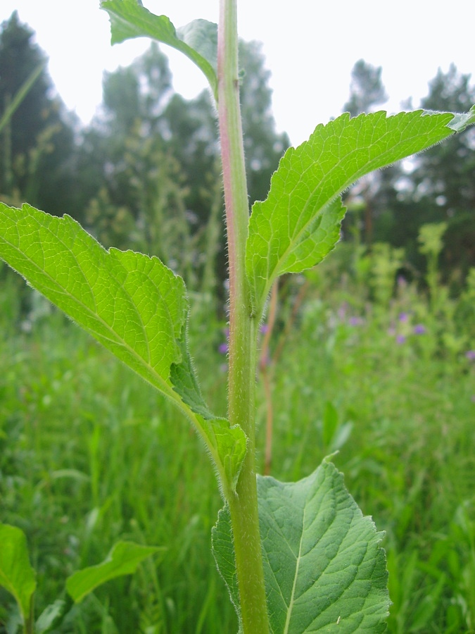 Изображение особи Campanula latifolia.