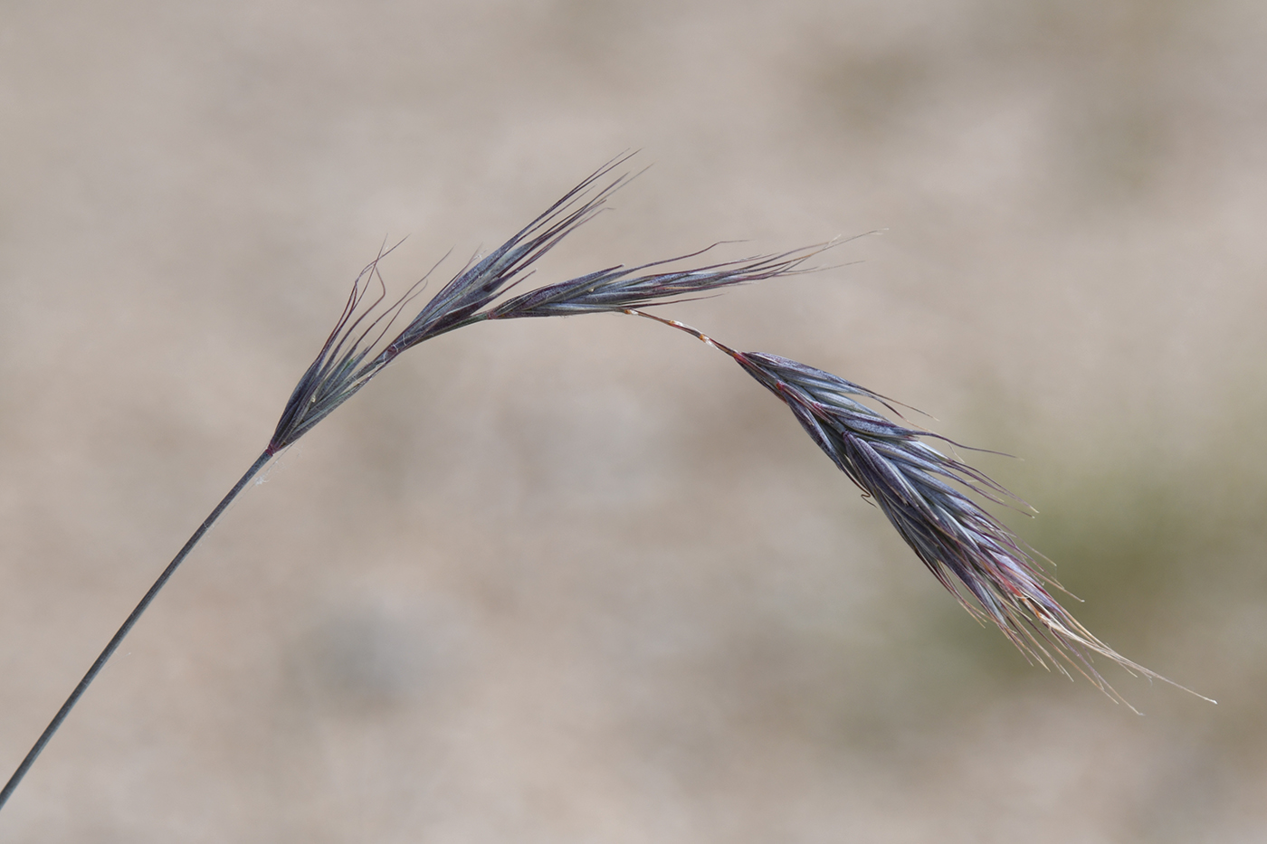 Image of genus Elymus specimen.