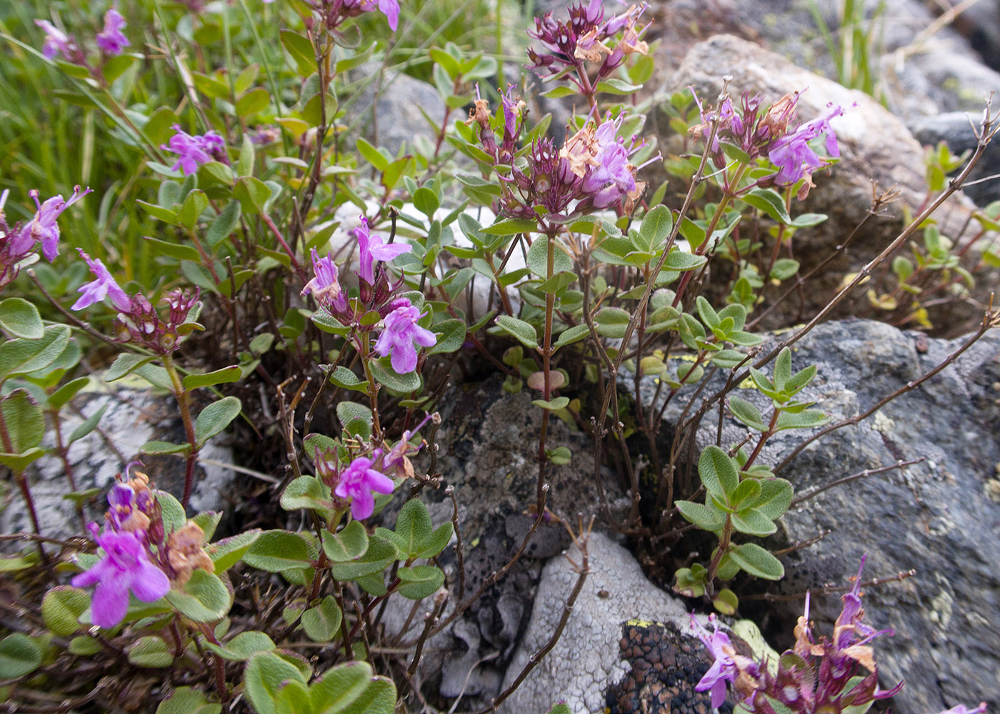 Изображение особи Thymus pseudopulegioides.