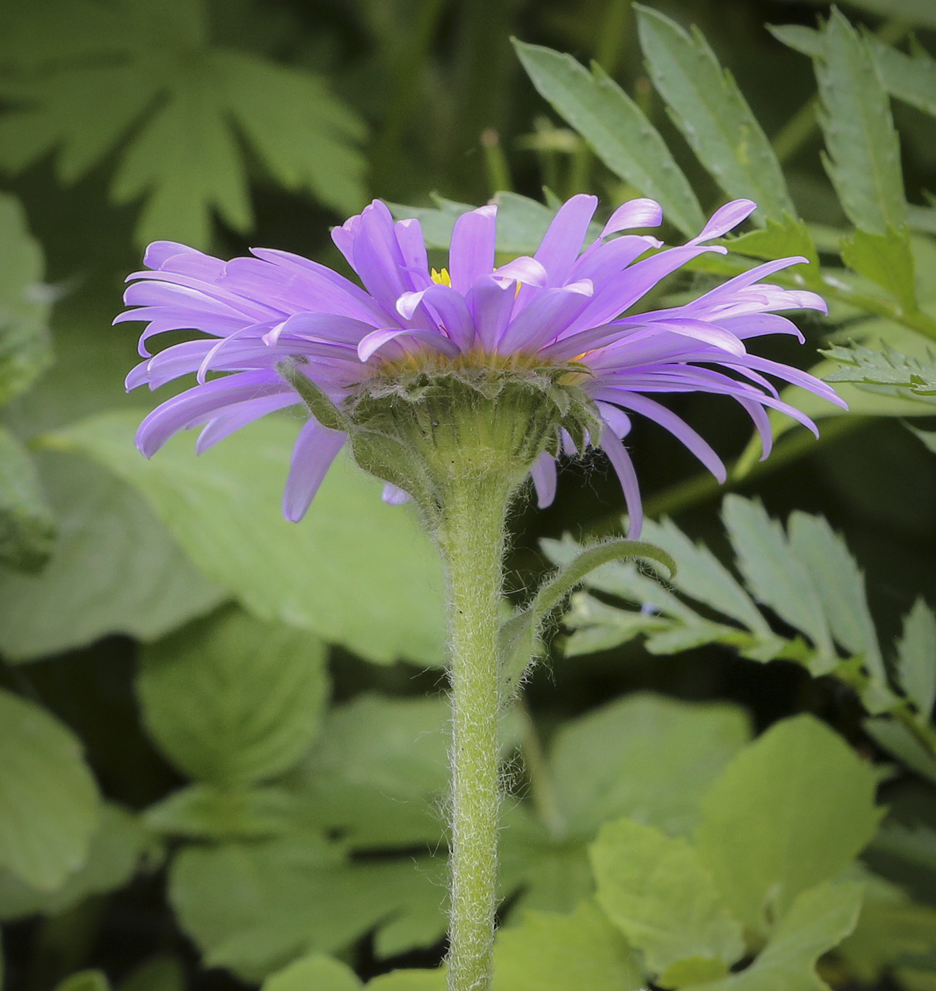 Image of Aster alpinus specimen.