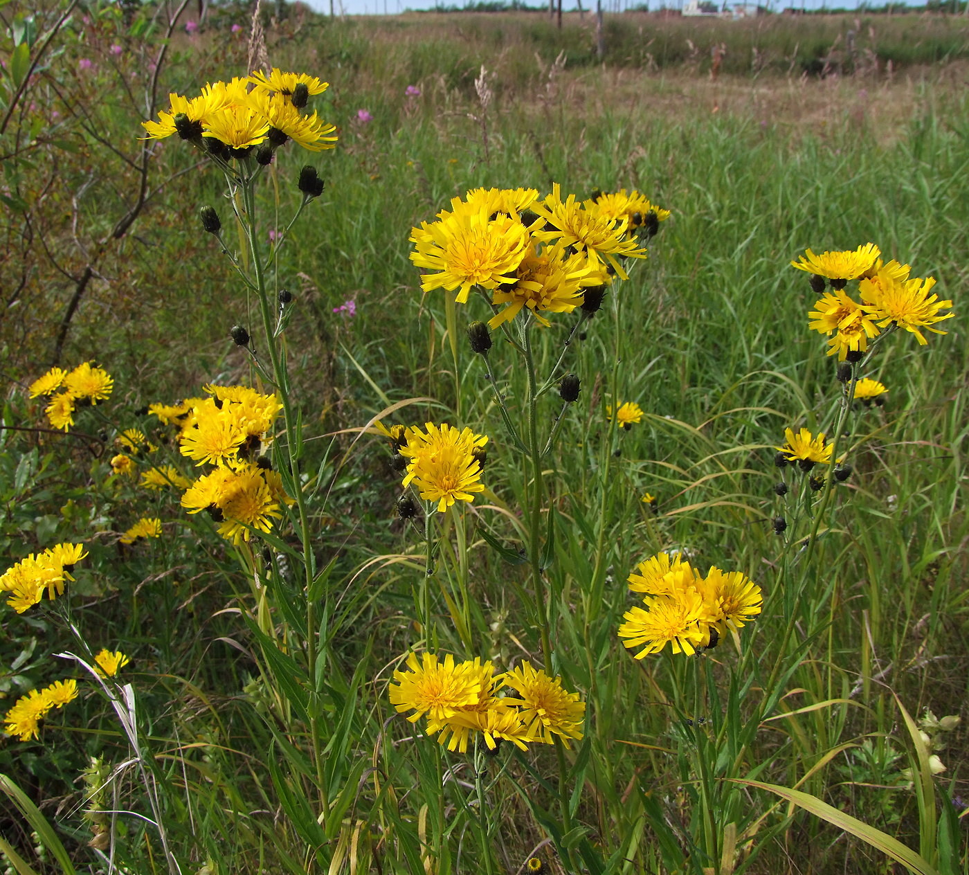 Image of Hieracium umbellatum specimen.