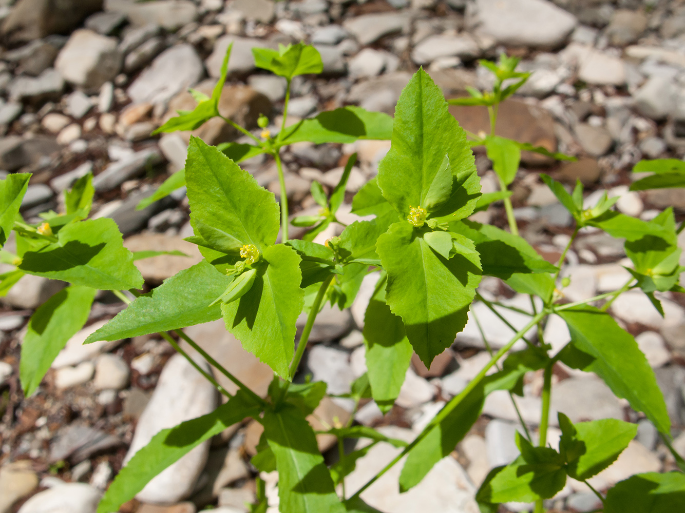 Image of Euphorbia stricta specimen.