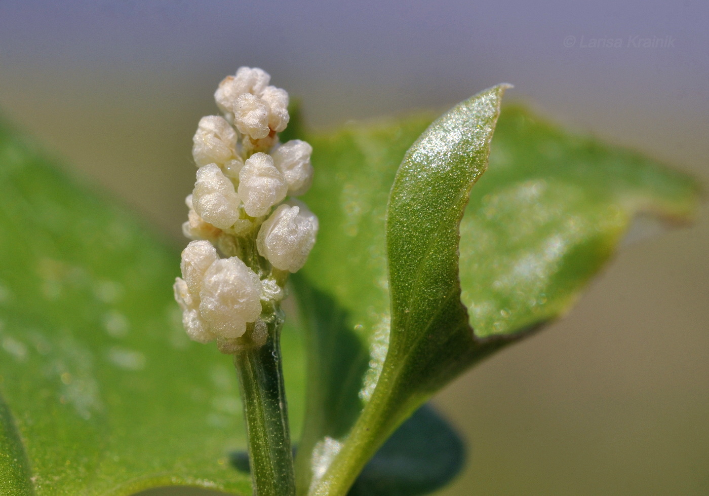 Изображение особи Maianthemum dilatatum.