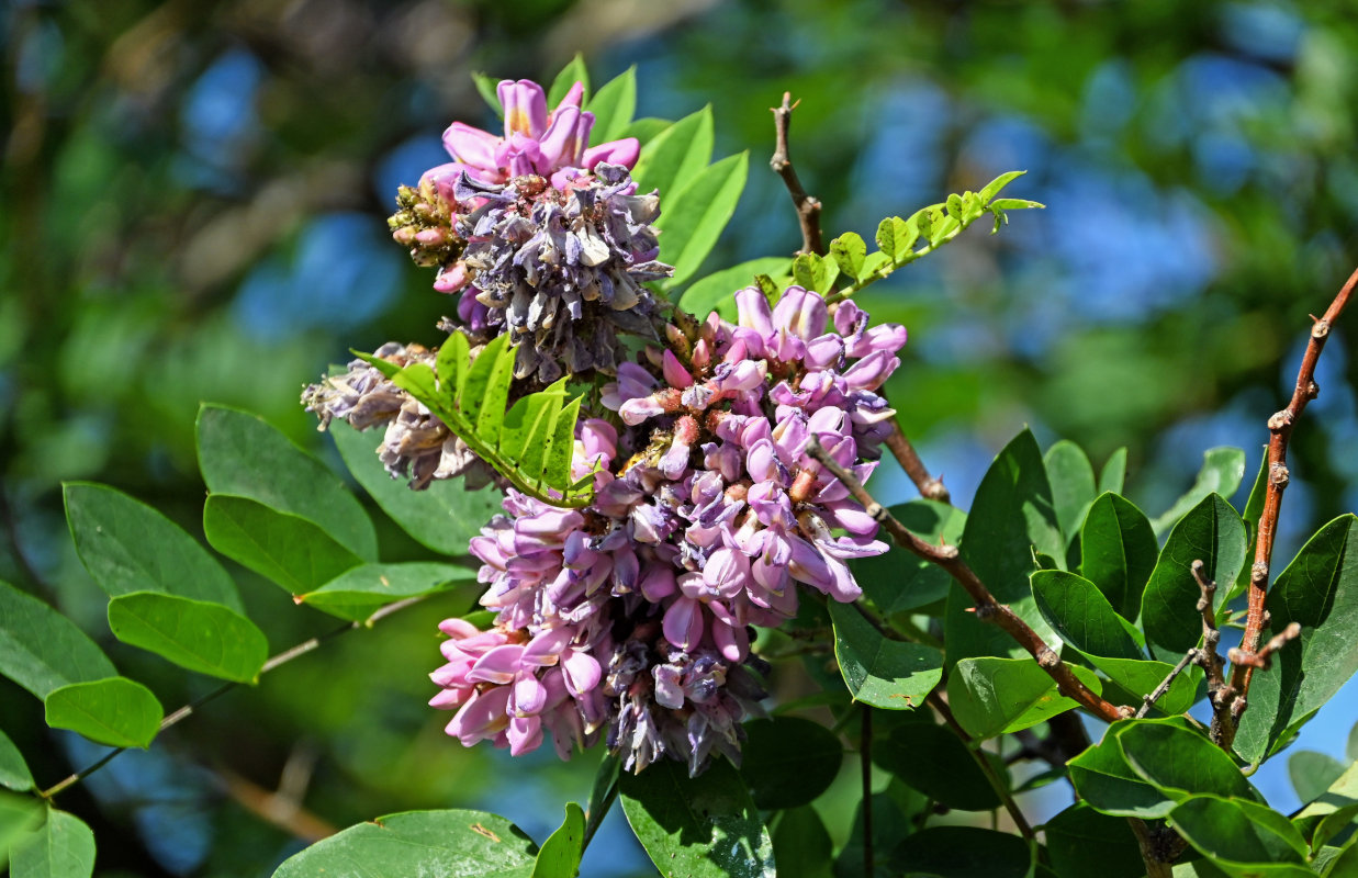 Image of Robinia viscosa specimen.