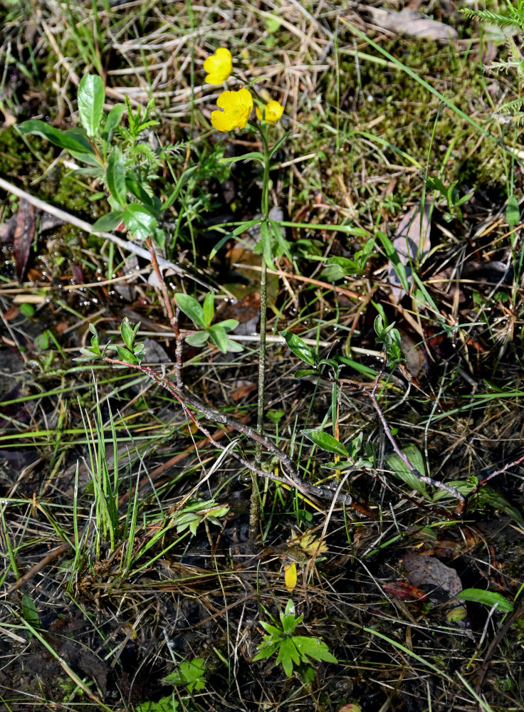 Image of Ranunculus propinquus specimen.