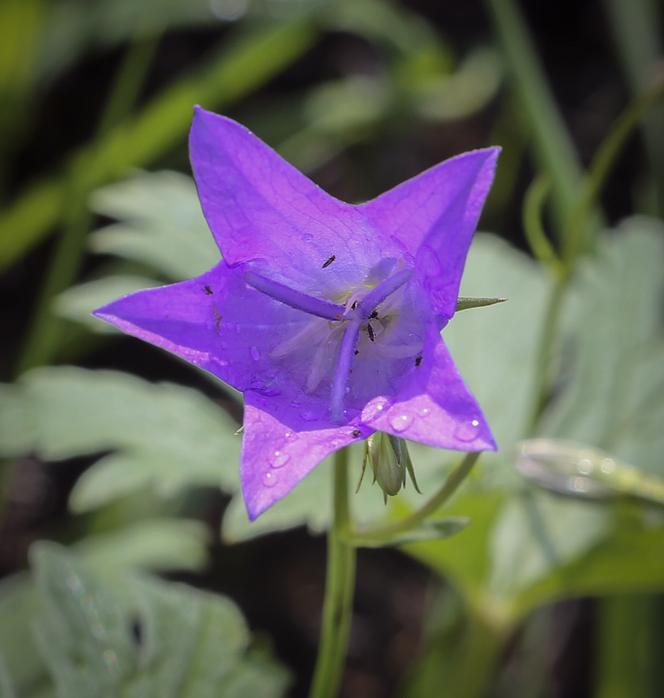 Изображение особи Campanula wolgensis.