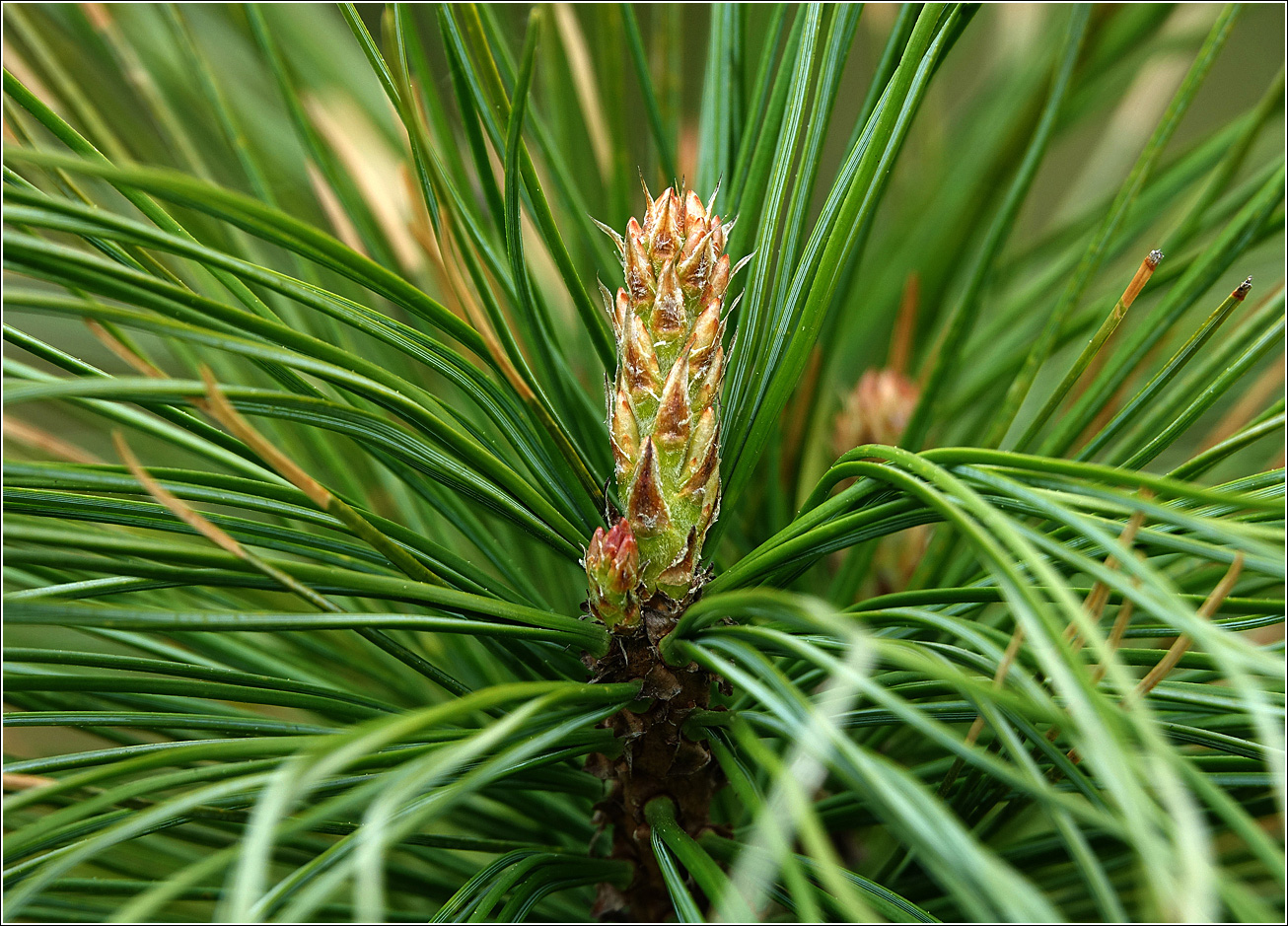 Изображение особи Pinus sibirica.