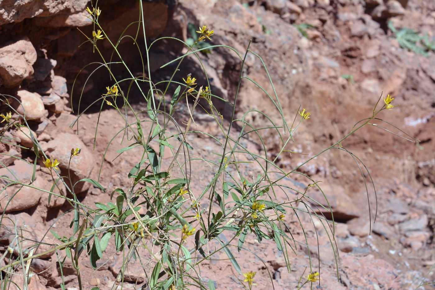 Image of Sisymbrium brassiciforme specimen.