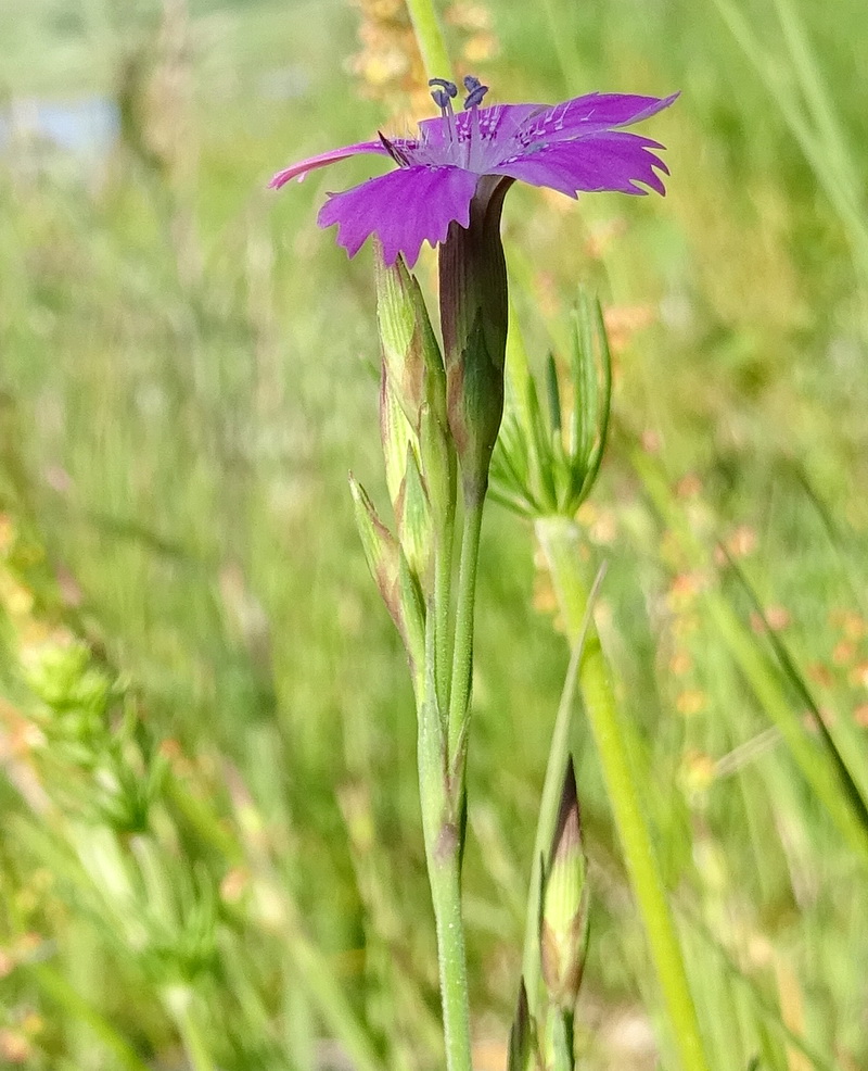 Изображение особи Dianthus deltoides.