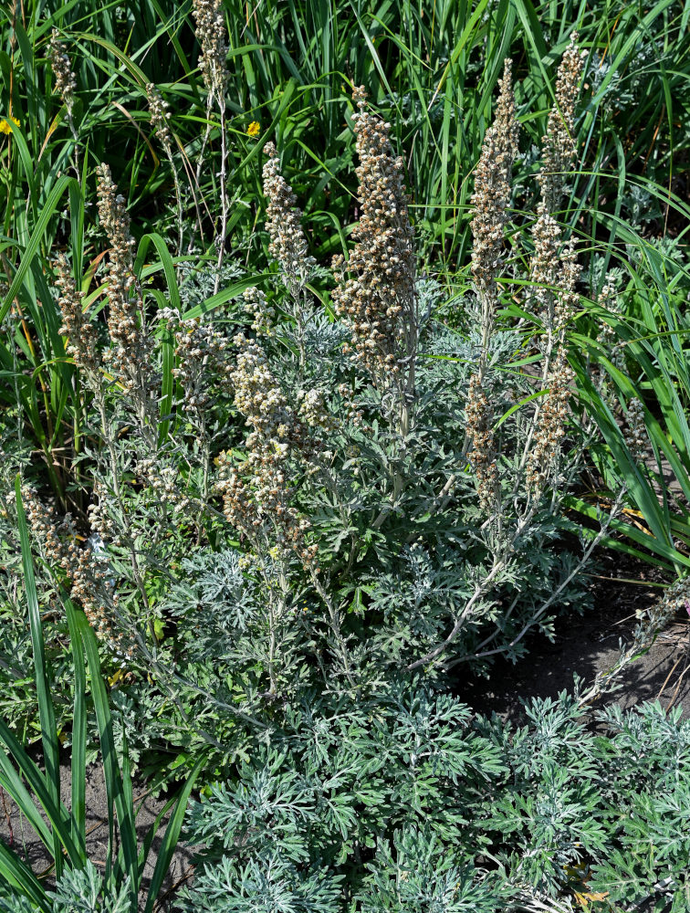 Изображение особи Artemisia stelleriana.