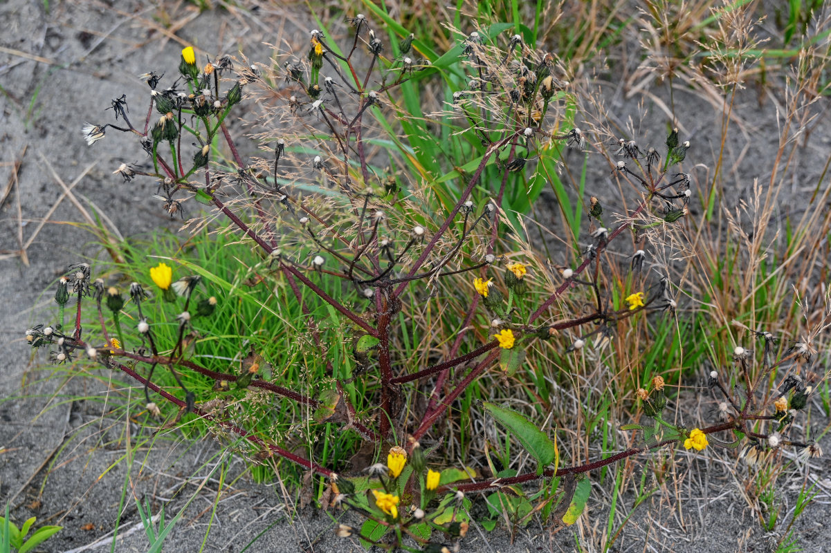 Image of Picris japonica specimen.