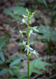 Platanthera bifolia. Соцветие. Пермский край, Кунгурский р-н, правый берег р. Сылва, ур. Камень Ермак, берёзово-сосновый лес, опушка. 11.06.2023.