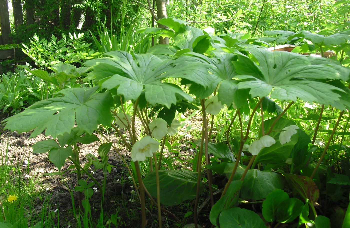 Изображение особи Podophyllum peltatum.