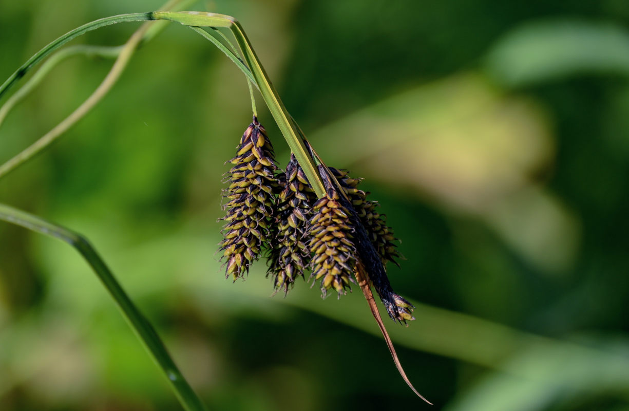 Image of Carex atrata specimen.