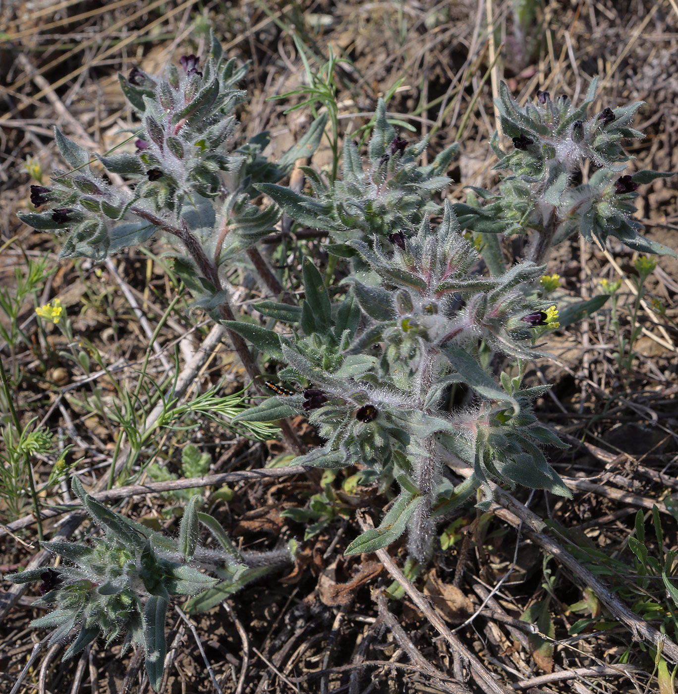 Image of Nonea pulla specimen.