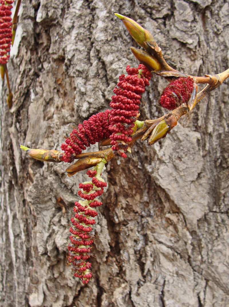 Изображение особи Populus suaveolens.