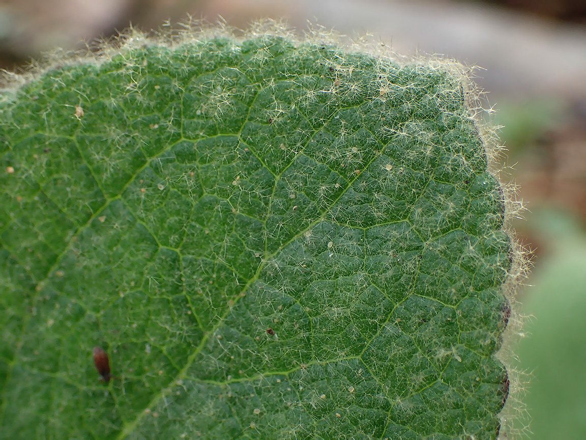 Изображение особи Verbascum thapsus.