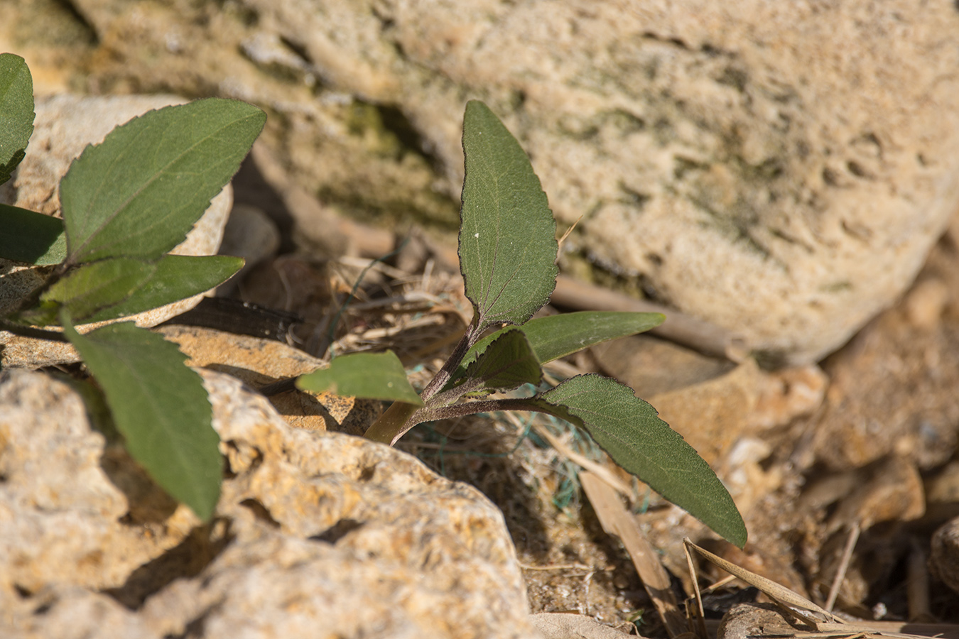 Image of Xanthium orientale specimen.