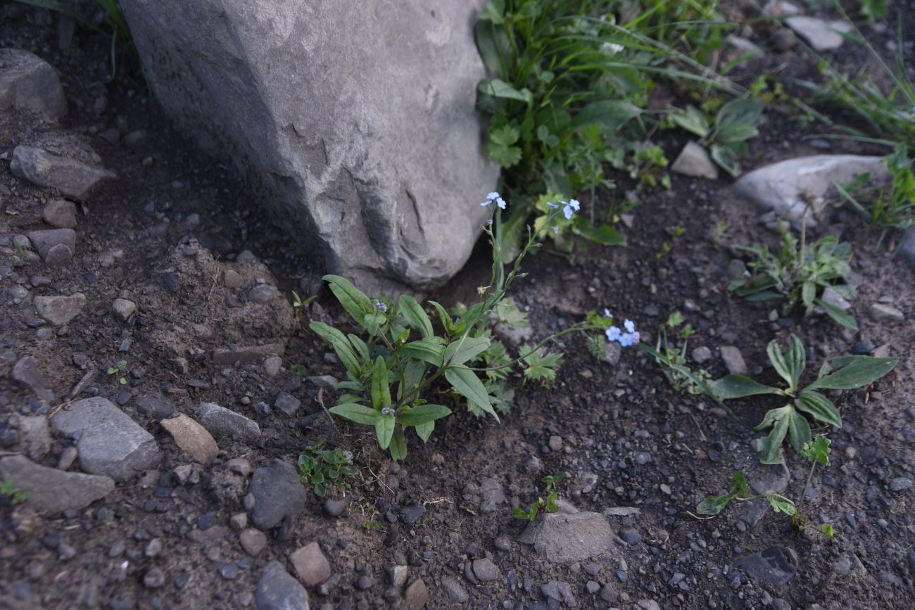 Image of genus Myosotis specimen.