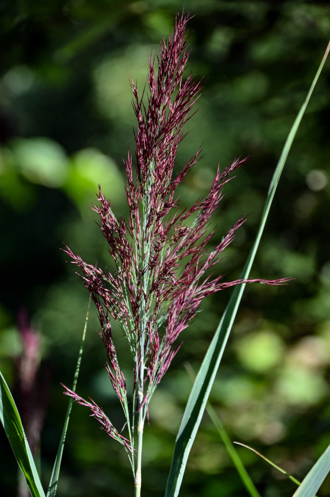 Изображение особи Phragmites australis.