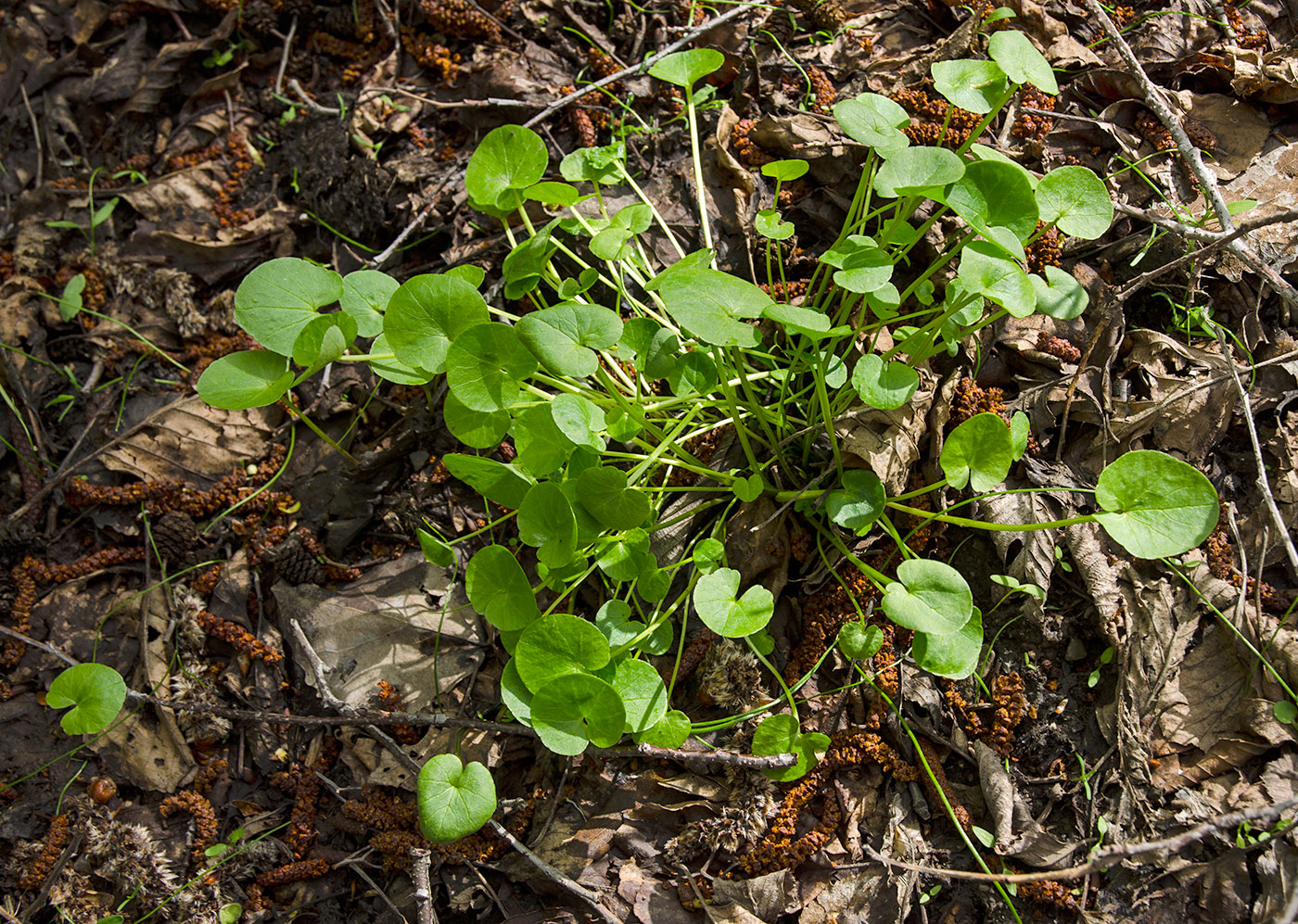 Image of Ficaria verna specimen.