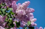 Syringa vulgaris