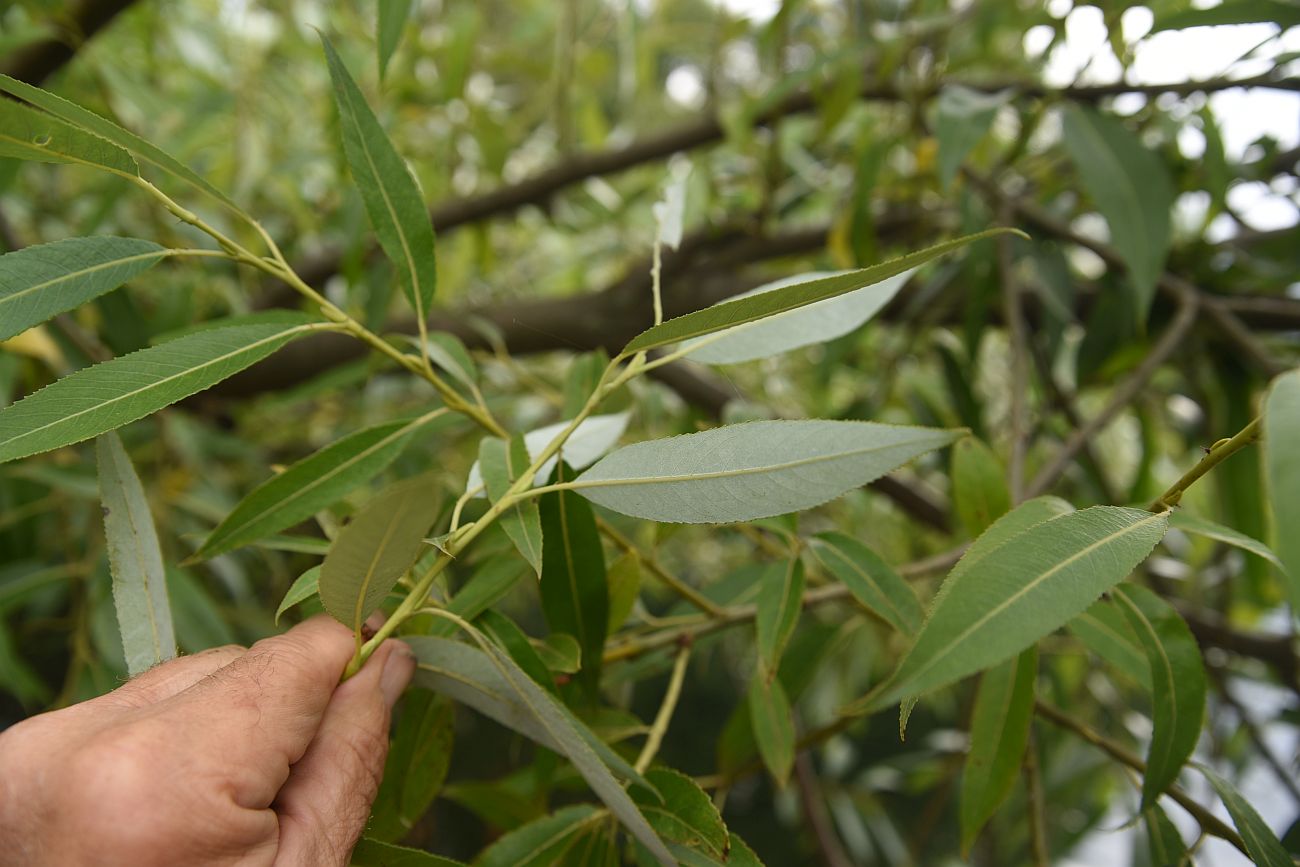 Image of genus Salix specimen.