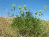 Peucedanum morisonii