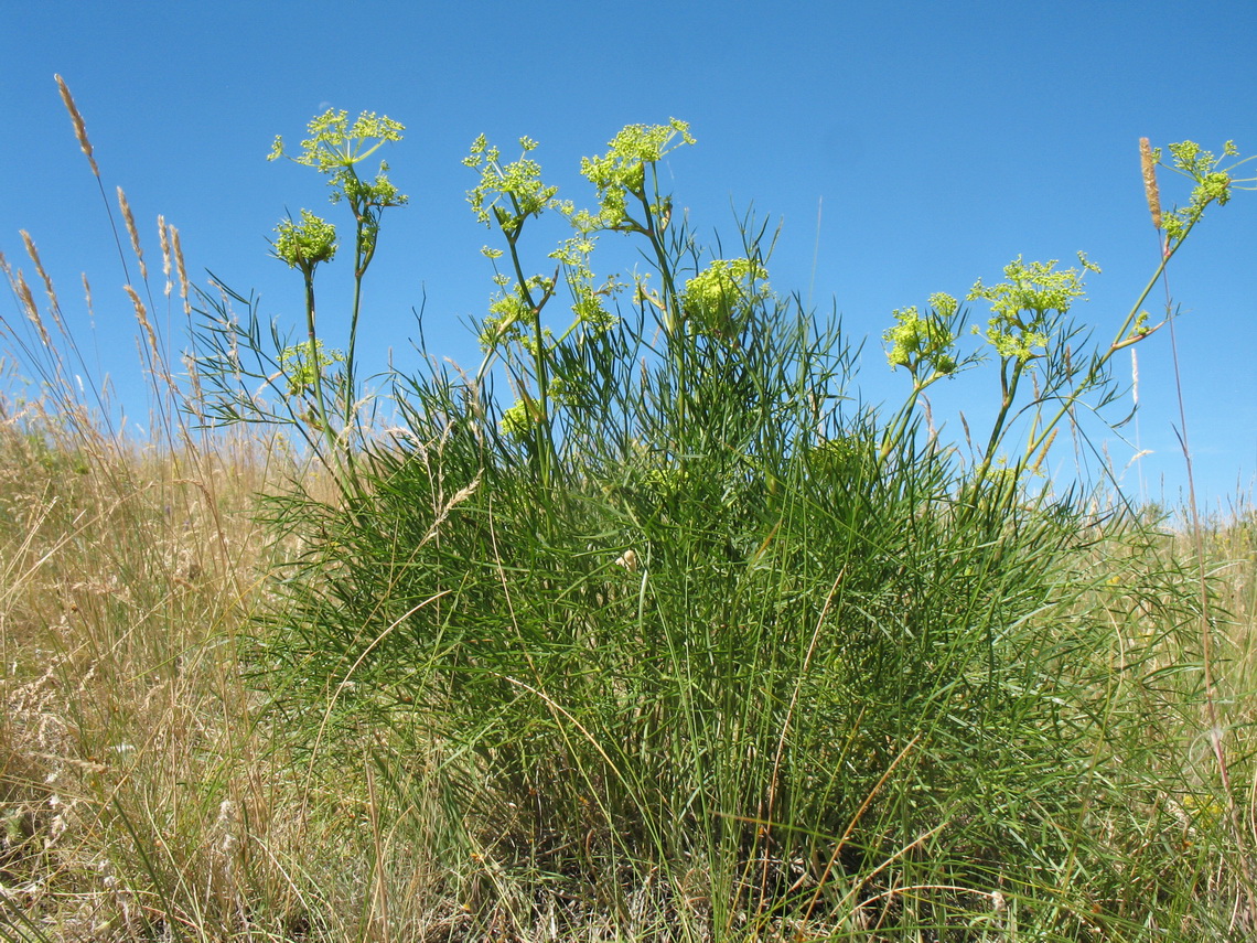 Изображение особи Peucedanum morisonii.