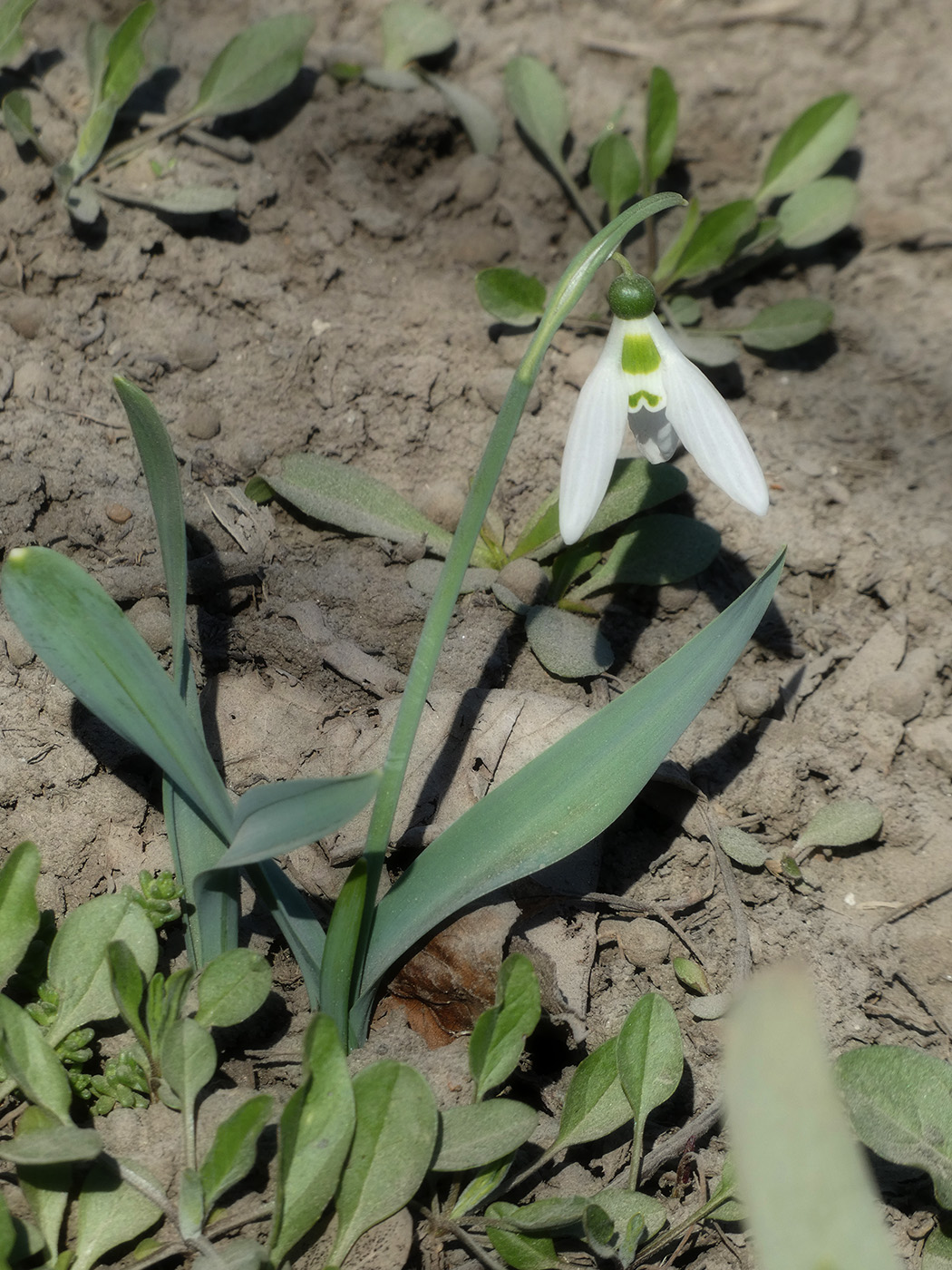 Изображение особи Galanthus graecus.