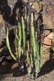 Euphorbia trigona. Вегетирующие растения. Испания, автономное сообщество Каталония, провинция Жирона, комарка Баш-Эмпорда, муниципалитет Палафружель, ботанический сад \"Кап-Роч\". 27.10.2024.