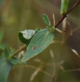 Hypericum maculatum