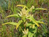 Gentiana cruciata