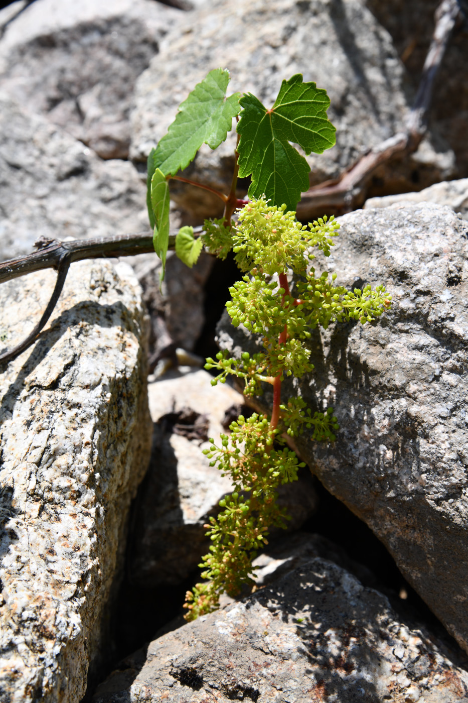 Изображение особи Vitis vinifera.