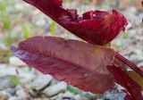 Rumex aquaticus