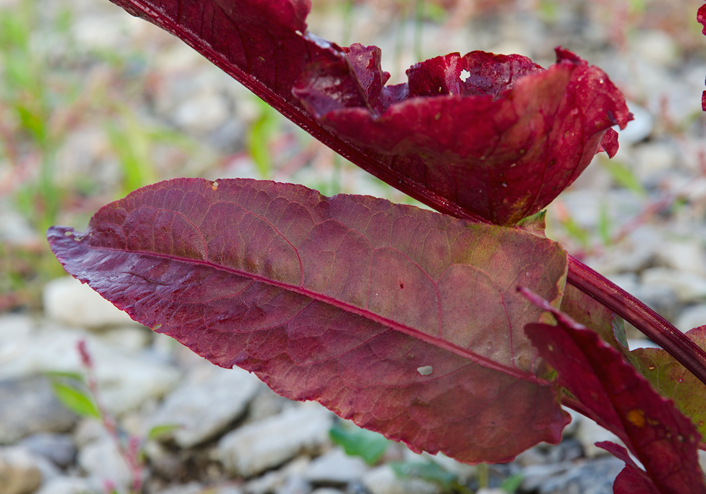 Image of Rumex aquaticus specimen.