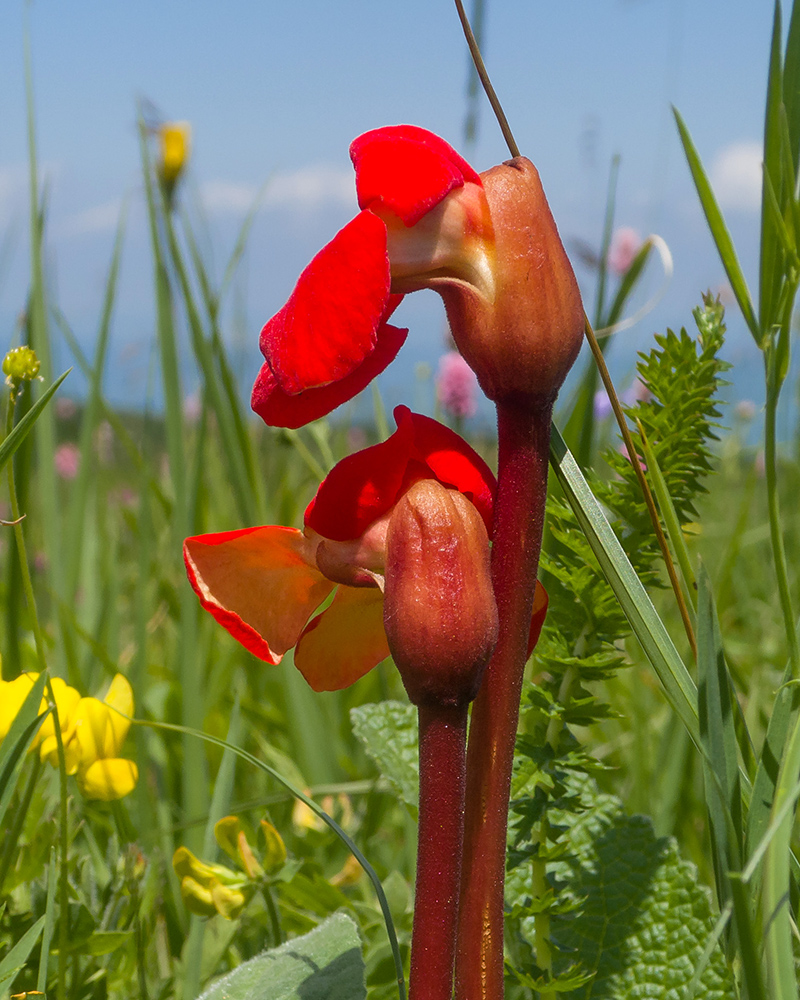 Изображение особи Phelypaea coccinea.