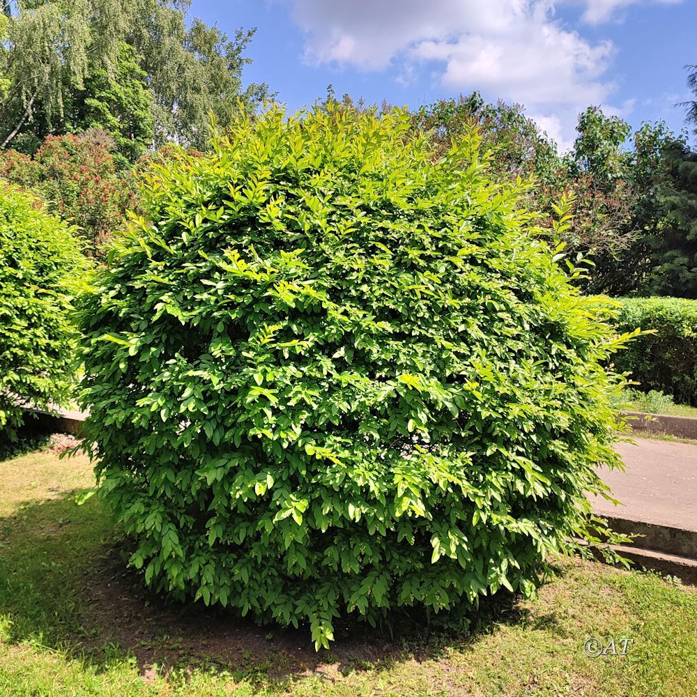 Image of genus Ligustrum specimen.