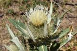 Cirsium turkestanicum. Верхушка побега с соцветием. Узбекистан, Ташкентская обл., южный склон Чаткальского хр., басс. р. Ахангаран, ущ. р. Джакиндек, глинистый склон. 07.08.2022.