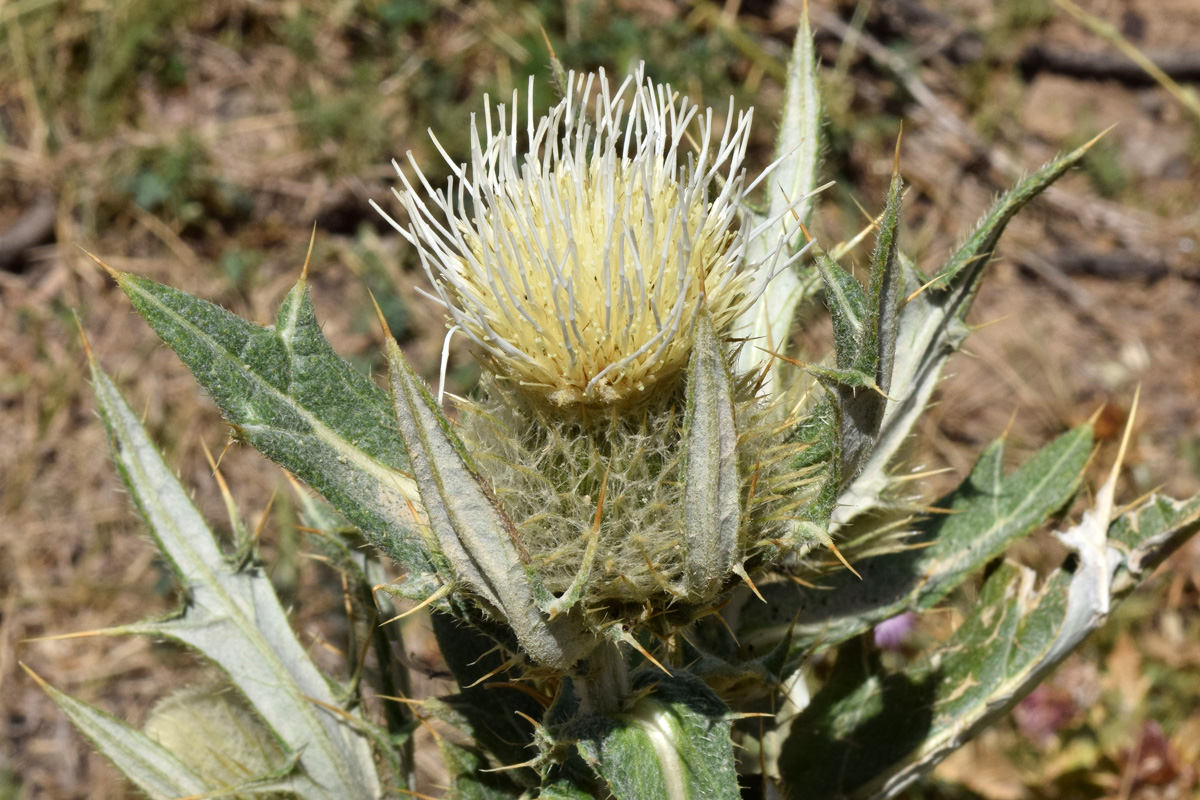 Image of Cirsium turkestanicum specimen.