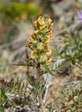 Pedicularis sibirica. Верхушка побега с завязями и остатками околоцветников. Башкирия, Учалинский р-н, Тунгатаровский сельсовет, окр. дер. Яльчигулово, хр. Нурали, в трещине скалы. 26 мая 2024 г.