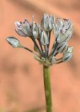 Allium filidens ssp. ugami