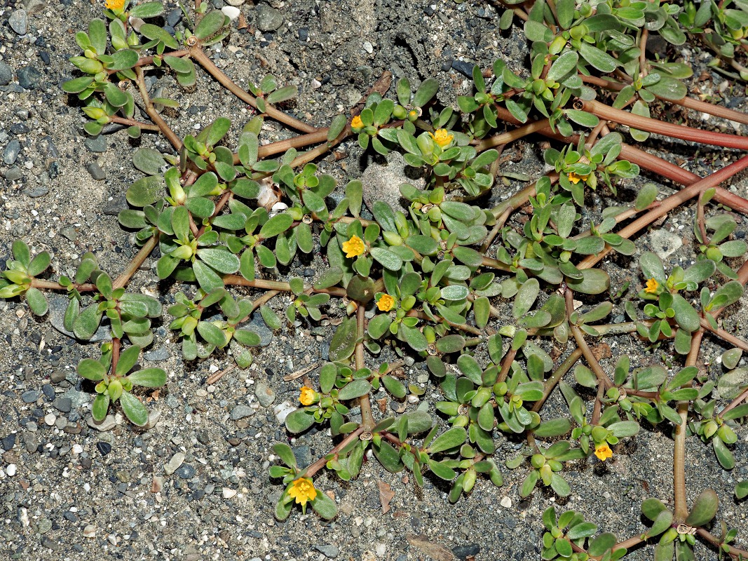 Image of Portulaca oleracea specimen.