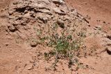 Erodium oxyrhynchum. Плодоносящее растение. Казахстан, Алматинская обл., горы Богуты, переполненные гипсом пестроцветы. 8 мая 2024 г.