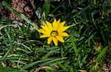 View full-size image Gazania × hybrida
