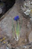 View full-size image genus Muscari
