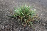 Смотреть изображение Plantago atrata