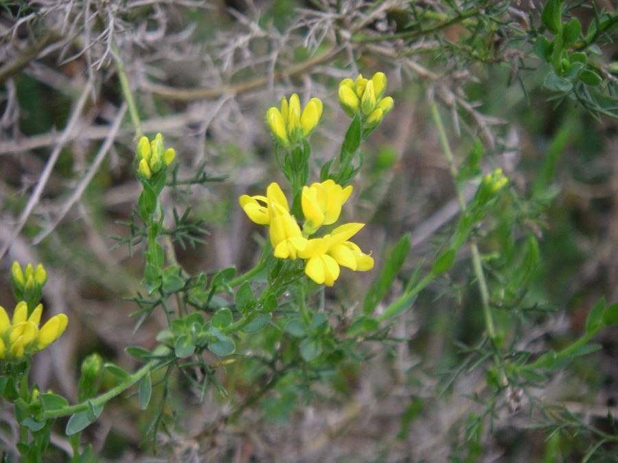 Image of genus Genista specimen.